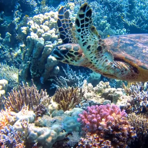 Image of Dive the Great Barrier Reef, in category
                                            Underwater Worlds,
                                            Size:
                                            L